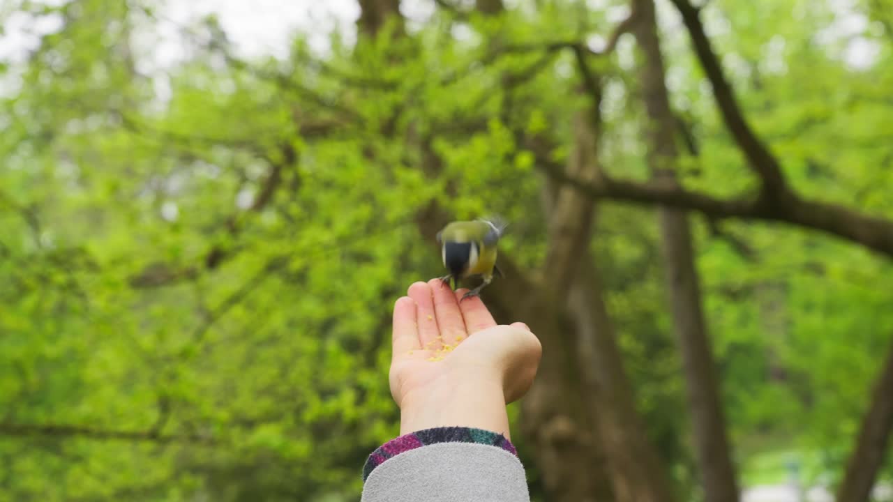 손에서 곡물을 먹는 큰 가슴