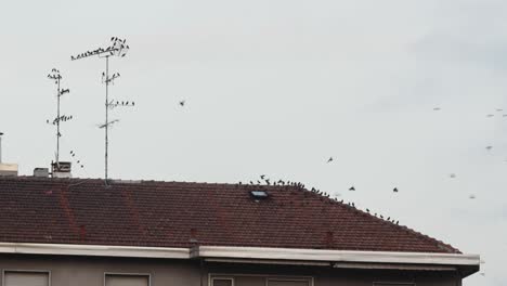 muchos pájaros en la azotea