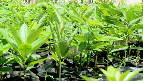 蘋果種子 - 綠色生物有機低浪費智慧農業 - 家庭花園中的芒果種子,室內耕作肯尼亞非洲在covid-19期間2020-2021社交距離2020新年2021