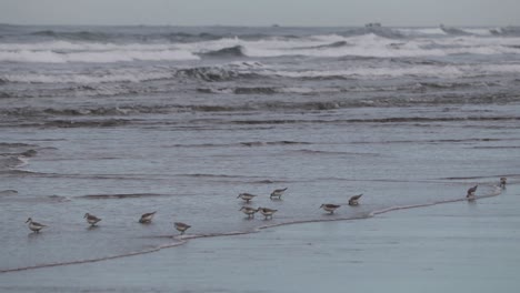 Flussuferläufer-Am-Strand,-Die-In-Der-Brandung-Fressen