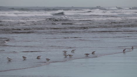 lavandera en la playa alimentándose en las olas