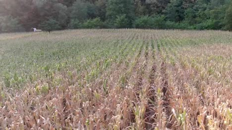 Imágenes-De-Drones-Sobre-Un-Campo-De-Maíz.-Cosecha,-Verde,-Sol