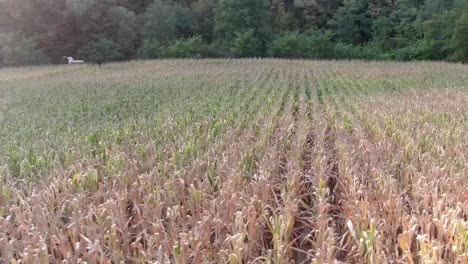 imágenes de drones sobre el campo de maíz. cosecha, verde, sol