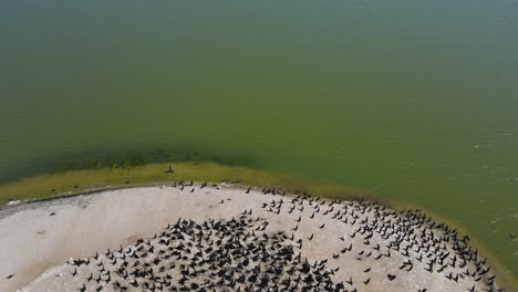 inclinándose hacia la superficie del lago