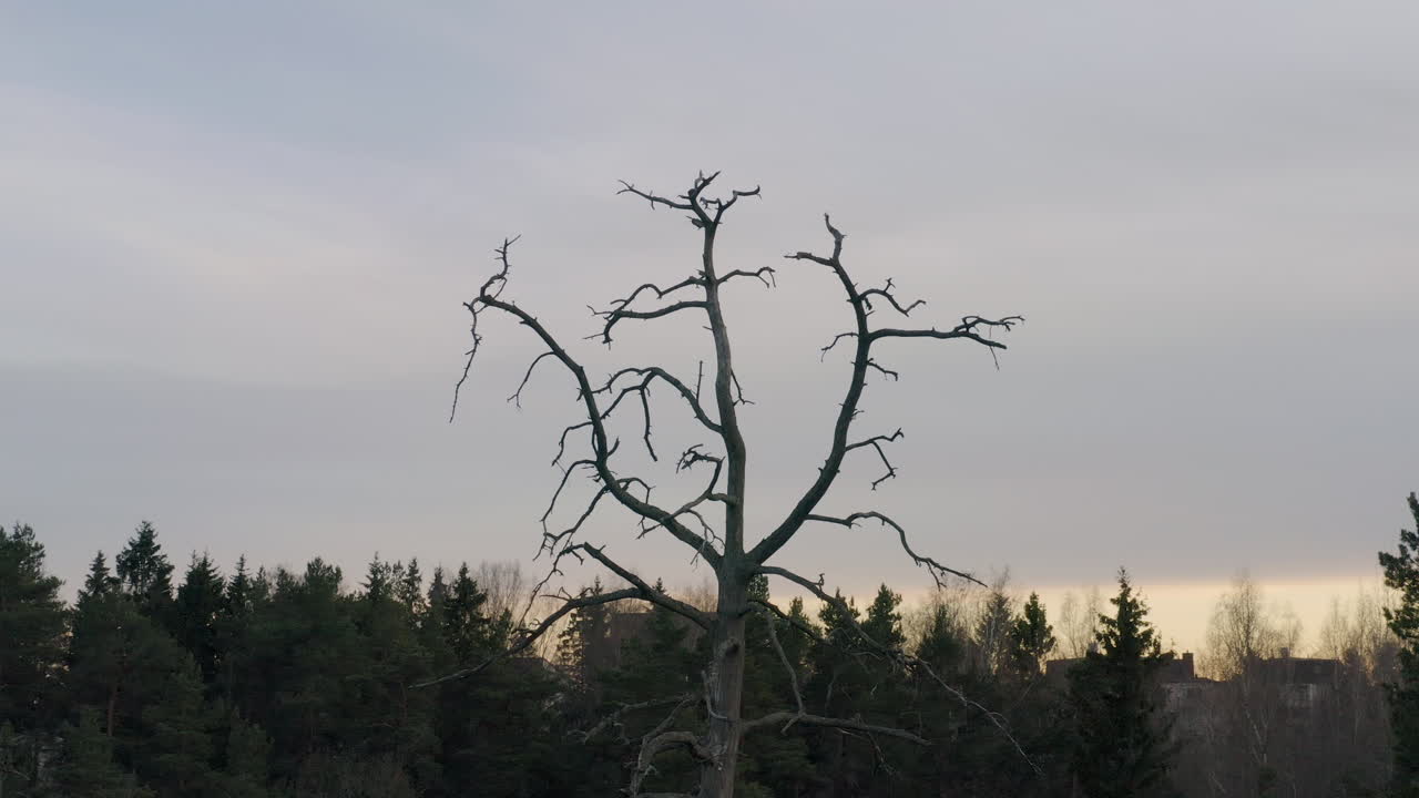 The branches of a dead tree can be seen contrasting with the grey clouds and orange light