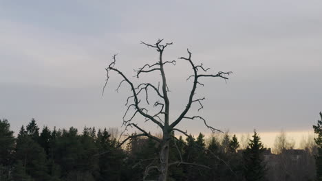 the branches of a dead tree can be seen contrasting with the grey clouds and orange light