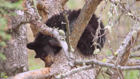 Schwarzes-Bärenjunges,-Das-In-Baumnahaufnahme-Im-Yellowstone-Nationalpark-In-Wyoming-Schläft