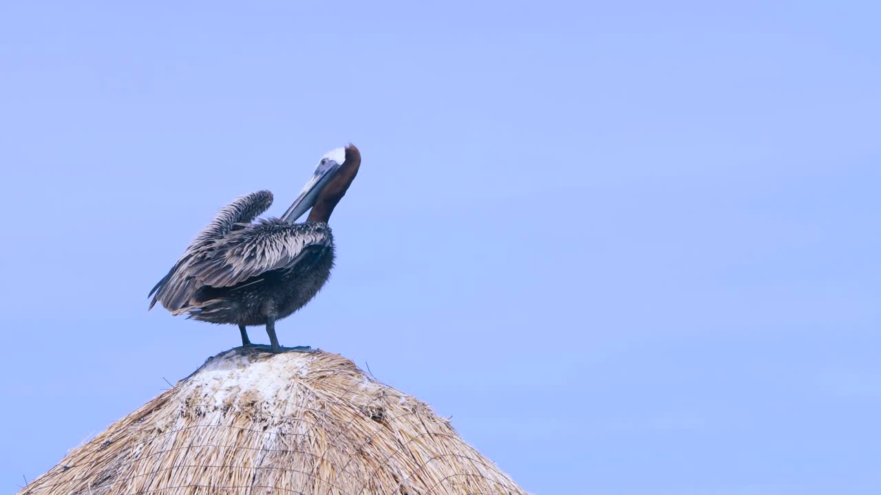 펠리칸이 앉아서 바람에 몸을 닦다