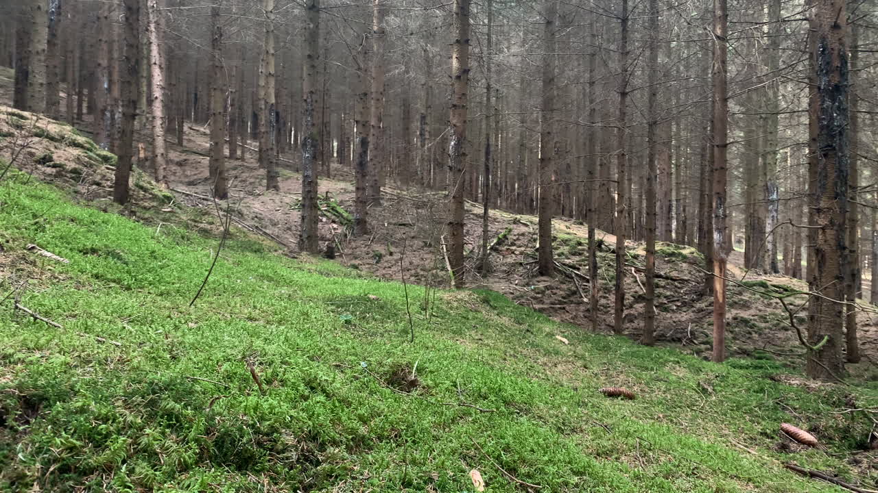 匈牙利夏季自然松树林