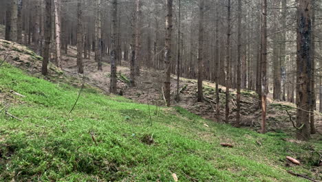 Natural-pine-tree-forest-in-summer-in-hungary