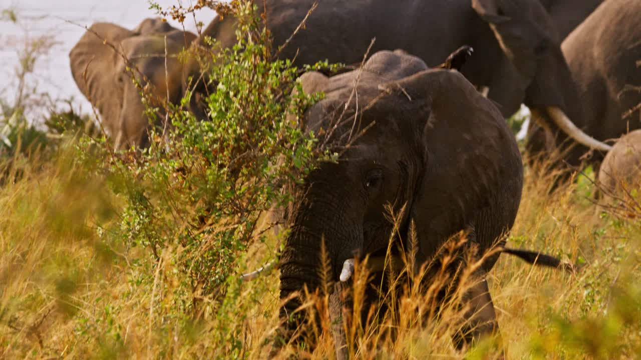 Black Birds On Elephants Grazing By The River Nile In Uganda. - wide shot