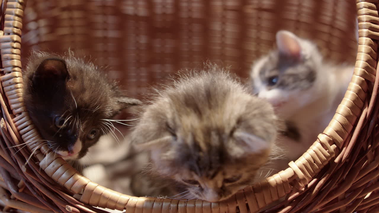 Tres gatitos adorables y juguetones explorando el borde de la cesta, primer plano estático