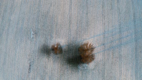 Top-Drone-View-Of-Bare-Oak-Trees-On-Snow-covered-Ground-In-Winter---lockdown-ascend