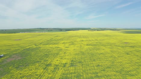 aerial view of a vast canola field in canada