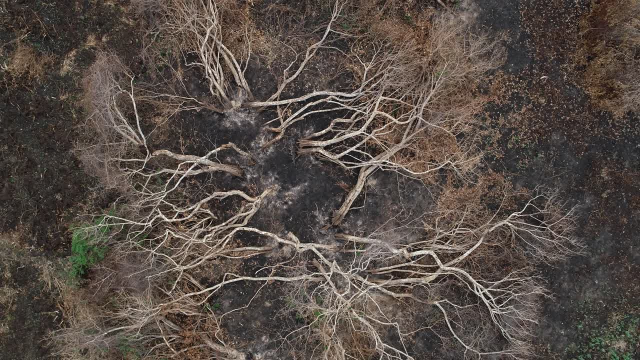 antena de árboles muertos en el pantanal después de un incendio forestal, el disparo se mueve hacia arriba y revela un paisaje quemado muerto