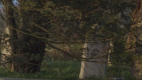 Ancient-Cemetery-With-Old-Headstones-In-Overgrown-Graveyard