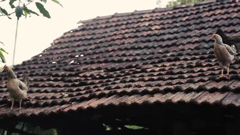 Chickens-walking-on-the-roof