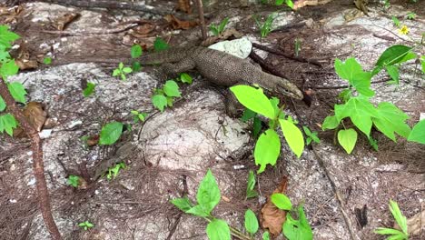 Big-lizard-on-island-in-Thailand