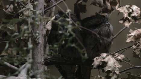 a depth of field view of two frog owls perching in a tree back to back