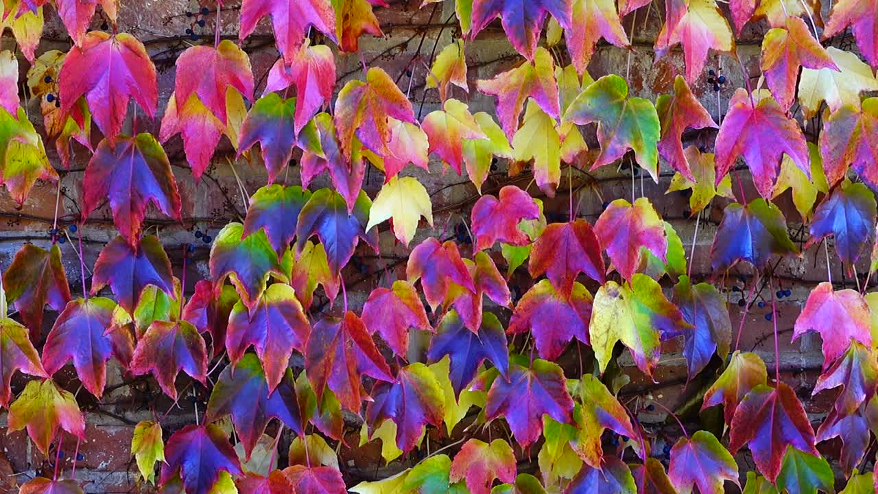 Klimop op de bakstenen muur van het huis. Opname in de herfst.