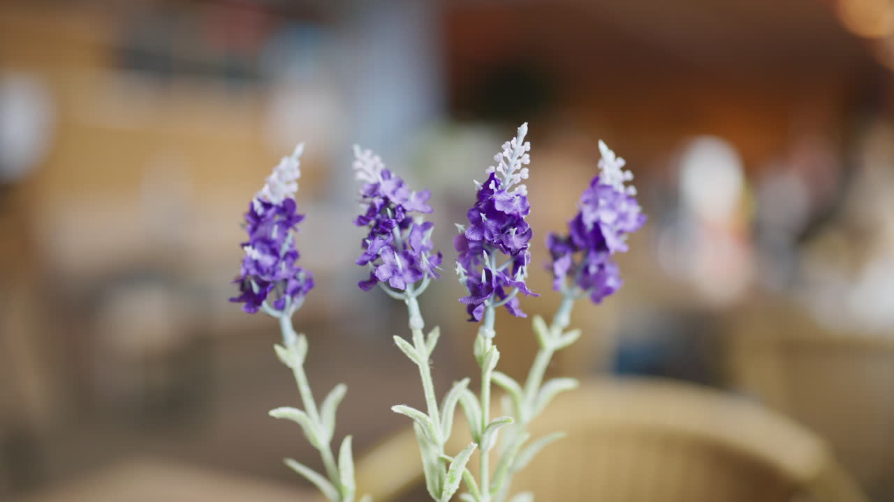 cuatro hermosas flores de lavanda con fondo borroso