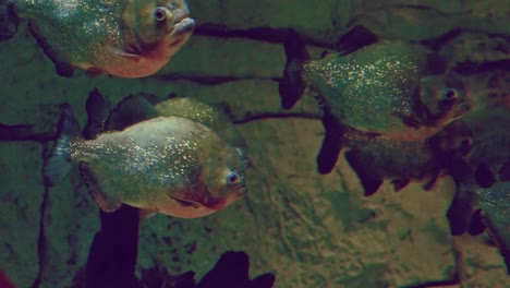 A school of red-bellied piranhas gliding together in the dark depths of their aquatic habitat. Their scales shimmer subtly, creating a mysterious and captivating scene.