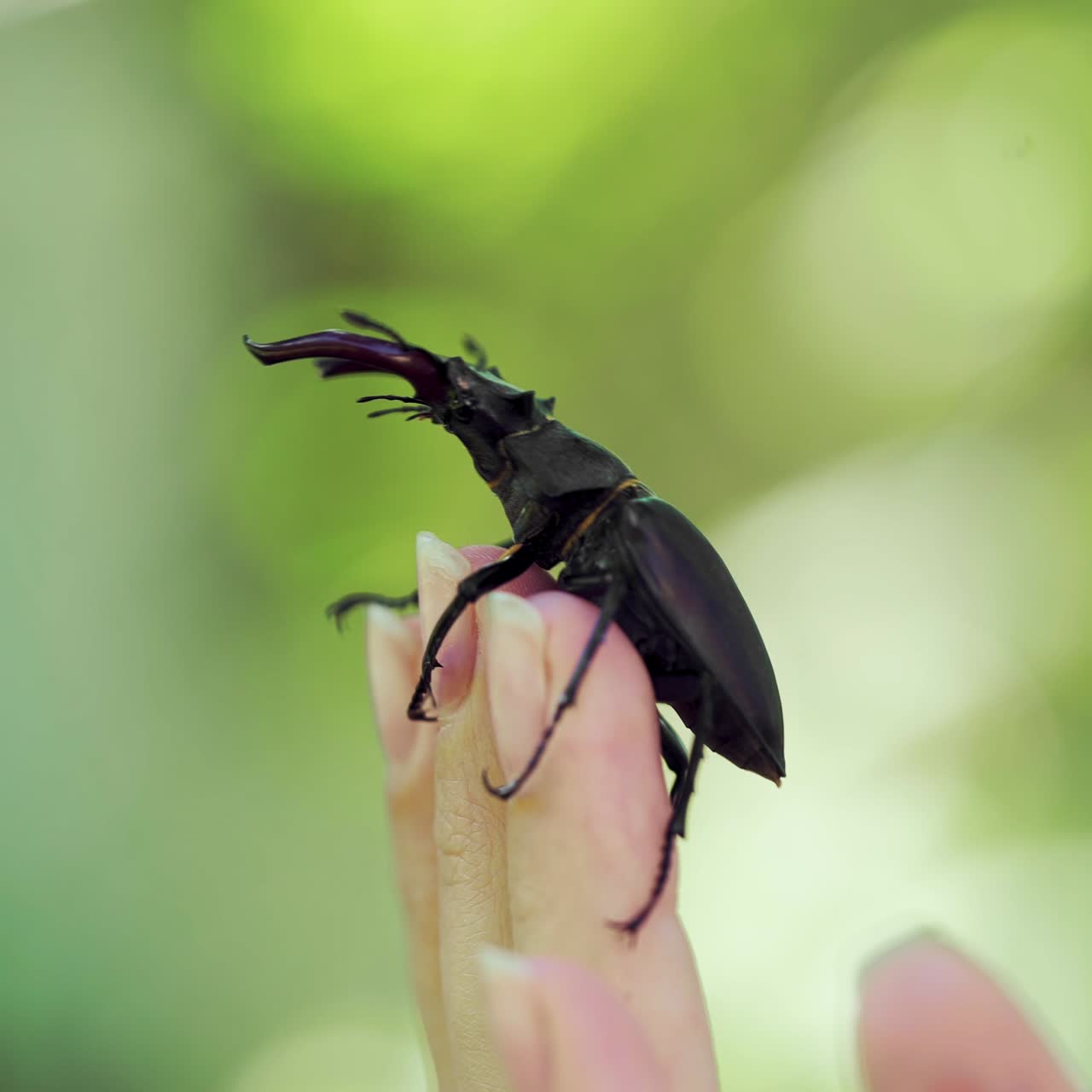 Stag Beetle (Lucanus cervus). Fighting beetles