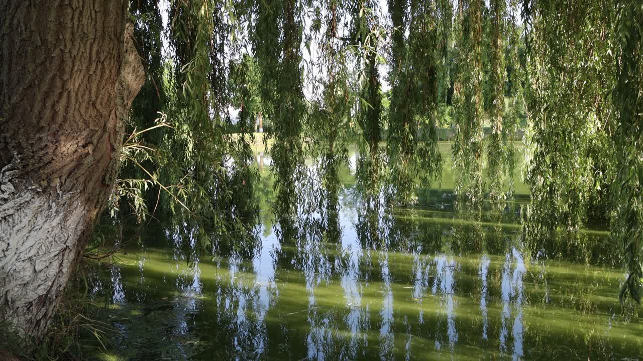 Branches of willow tree hanging over pond at event garden, Voivodeni, Romania