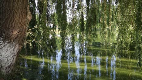 Branches-of-willow-tree-hanging-over-pond-at-event-garden,-Voivodeni,-Romania