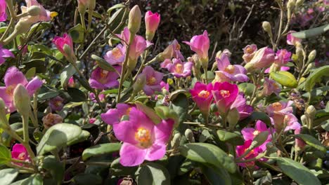 Küstenblumen-In-Sommerblüte