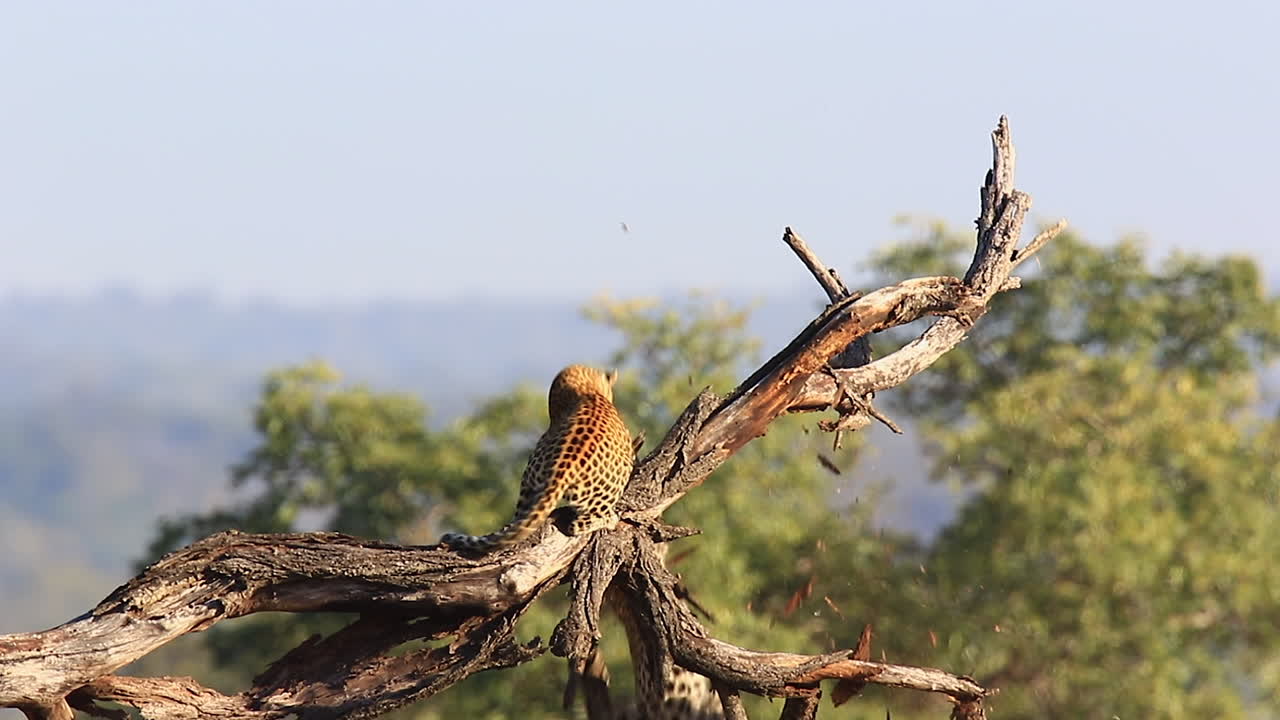 Büyük kuru bir ağaçta kavga eden iki Afrika leoparı, biri daldan düşüyor.