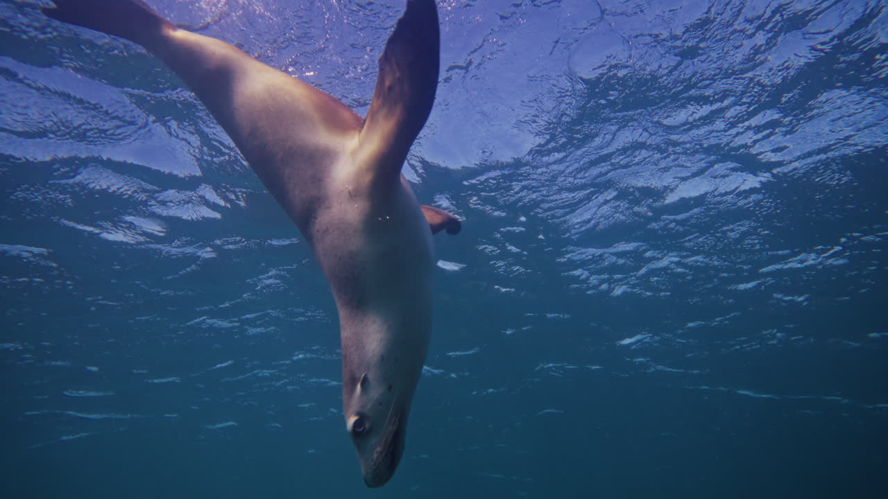 Sea lion ascends toward surface above rocky reef at Neptune Islands in slow motion
