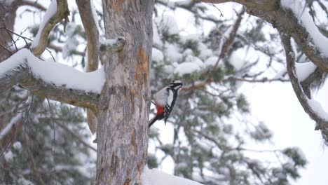 Mittelspecht,-Der-Schneebedeckten-Baum-Im-Schwedischen-Wald-Stößt---Langer-Mittlerer-Schuss