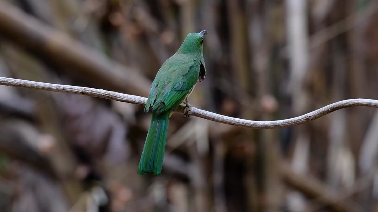 el abejaruco de barba azul se encuentra en la península de malaya, incluida tailandia, en claros de bosques particulares