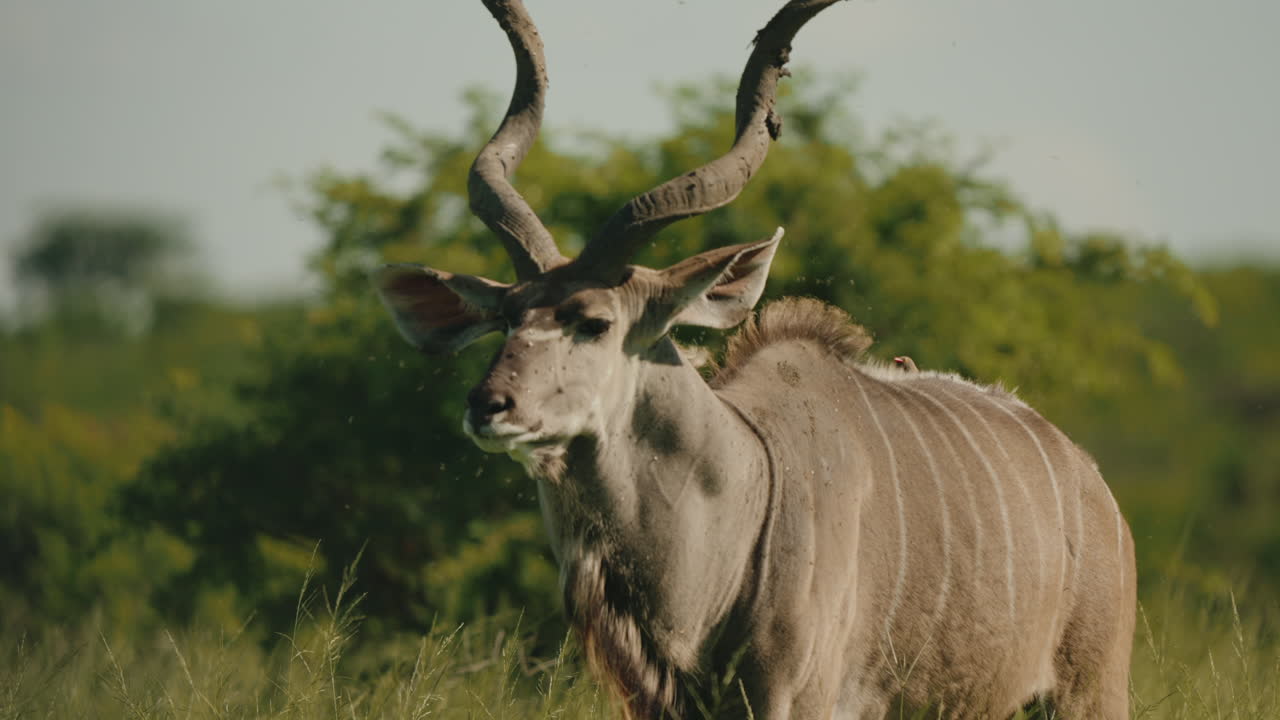 In the tall grasses of the African savannah, a kudu seeks refuge in the shade, evading the intense heat of the midday sun while staying alert to its surroundings.