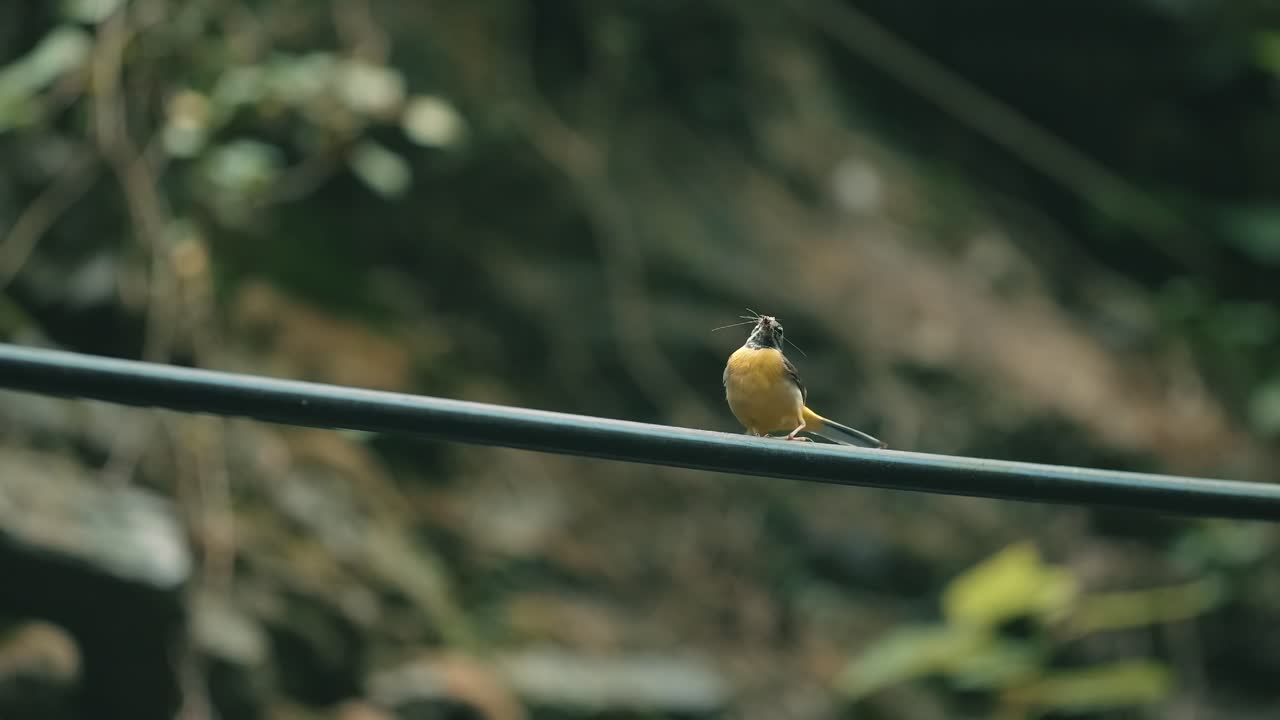숲 속 의 와이어 에 먹이 를 든 노란색 새