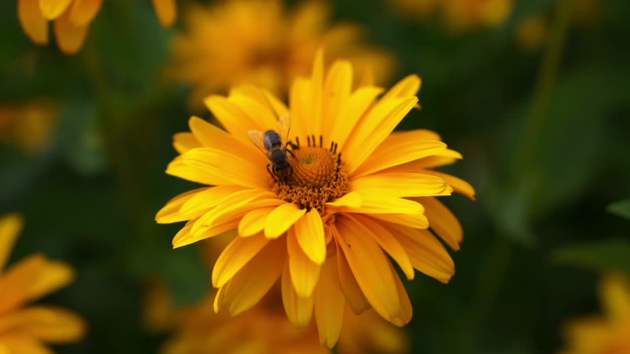 Primo piano di un'ape che vola e si posa su fiori giallo brillante, raccogliendo polline e nettare, il fuoco è sul fiore e sull'ape, lo sfondo è sfocato