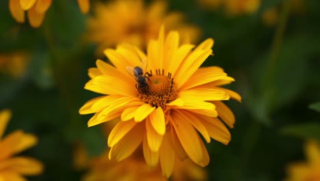 vista cercana de la abeja volando y sentada sobre flores amarillas brillantes, cosechando polen y néctar, el foco está en la flor y la abeja, el fondo es borroso