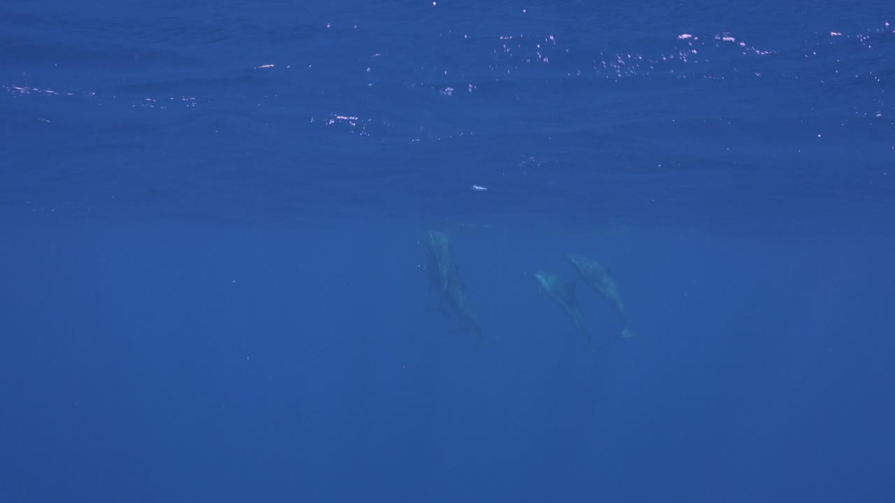 푸른 물에 떠오른 돌고래 무리