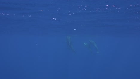 un grupo de delfines emergiendo en agua azul