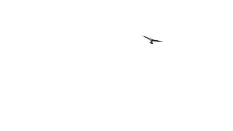 A-lone-seagull-flaps-vigorously-then-glides-across-a-white-sky