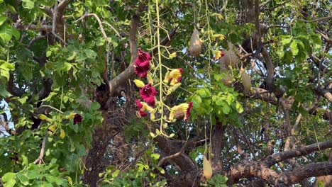 el árbol de salchicha en flor (kigelia africana) en el parque nacional de luangwa del sur. zambia.