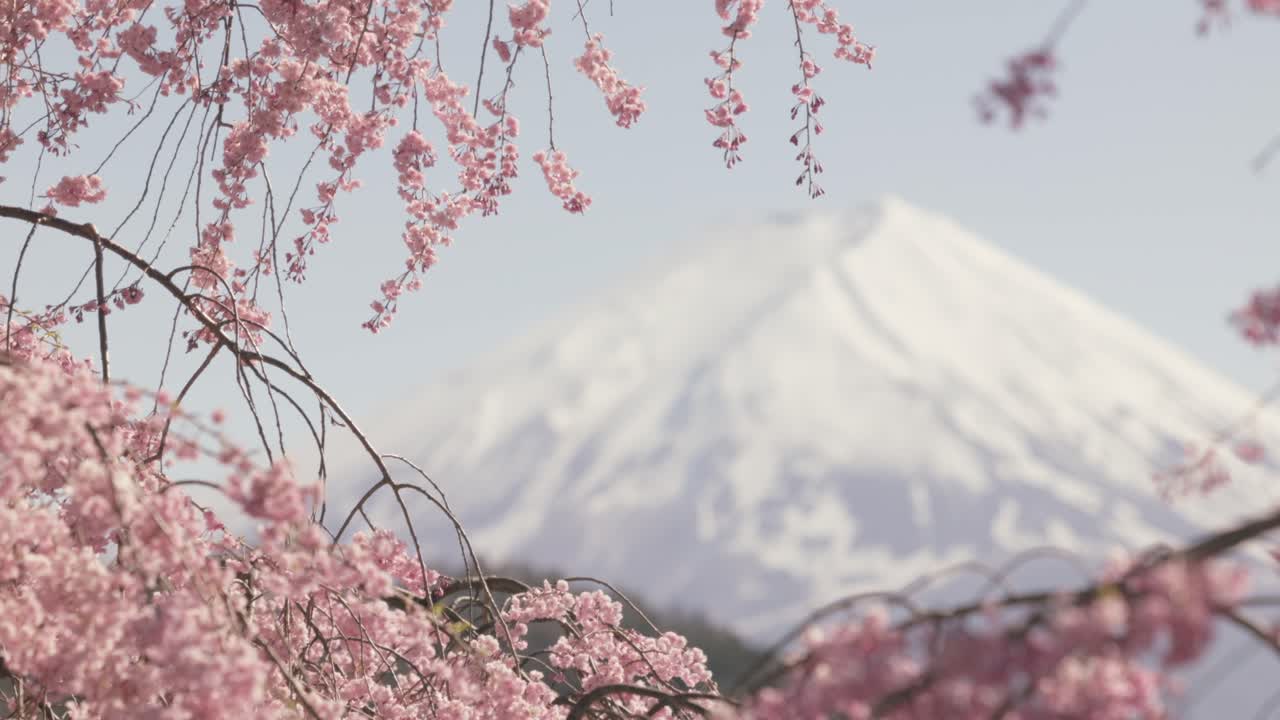 Fuji Dağı'na doğru odak kaydırmalı, rüzgarda sallanan kiraz çiçeği ağacının dalları