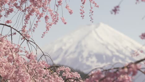 ramas de un árbol de cerezas en flor soplando en el viento con un enfoque de rack hacia el monte fuji