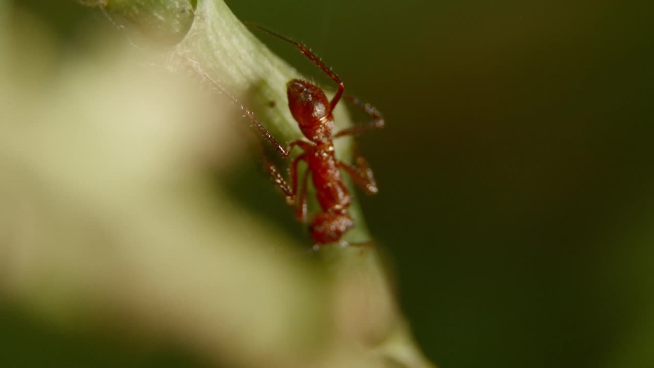 Red leafcutter ant climbing a green leaf, close-up shot showing intricate details