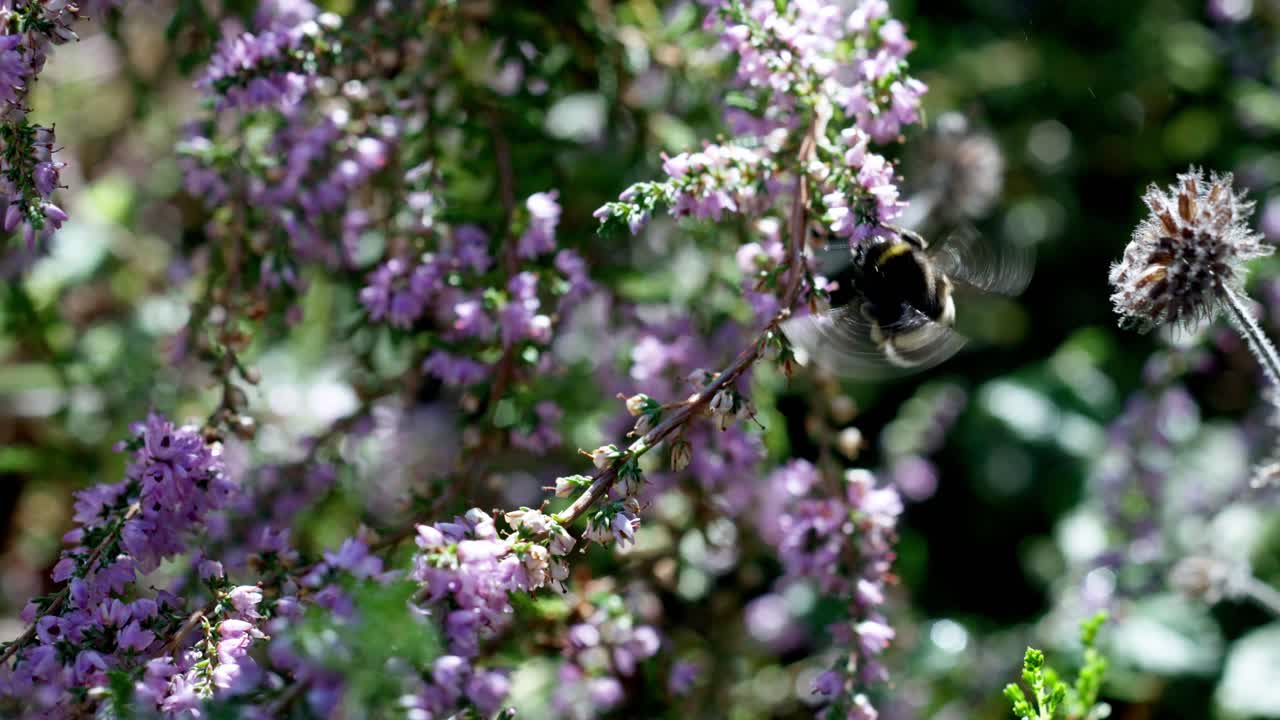 ⁇ 벌 이 꽃가루 를 모으는 히더 주위 를 날아다니는 느린 동작 촬영