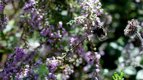 Slow-motion-shot-of-a-bumblebee-flying-around-the-heather-collecting-the-pollen