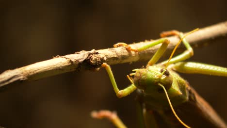 macro shot of grasshopper facing the camera