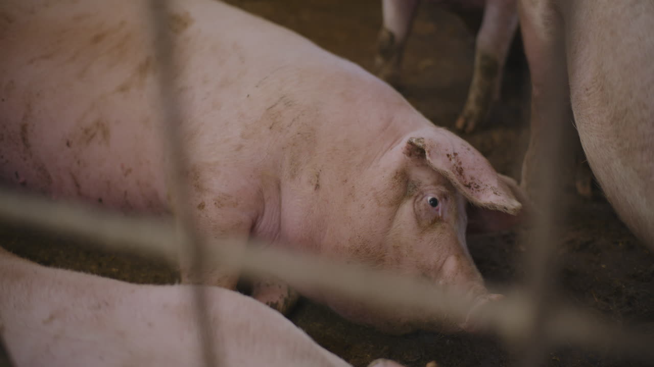 창고에 힌 돼지