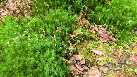 mossy terrain and lush greenery in glengoyne, scotland